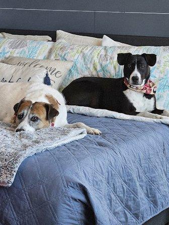 Apollo Beach Animal Hospital