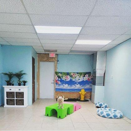 Tiny Paws Doggy Daycare "The BEST Place for Small Dogs!"