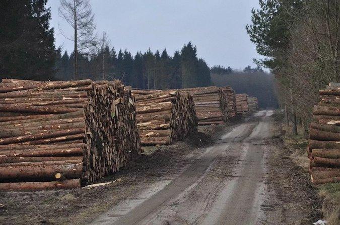 South Timber Inc.