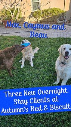 Autumn's Bed & Biscuit Pet Sitting Services