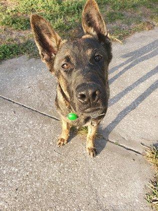Tampa Dog Bootcamp