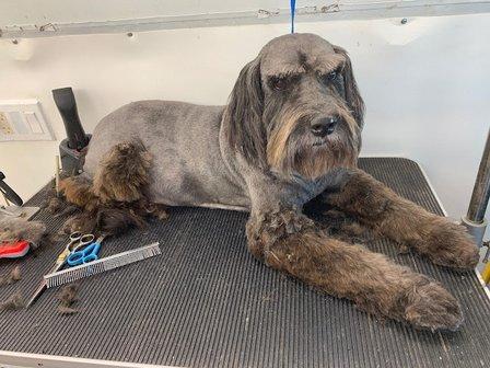 Classy Mobile Pet Grooming