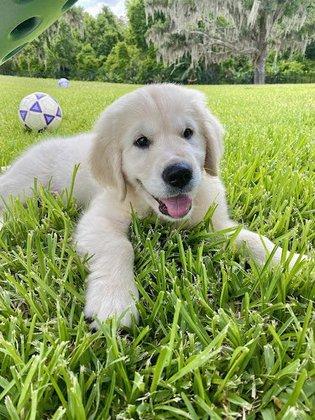 Bone's Retrievers