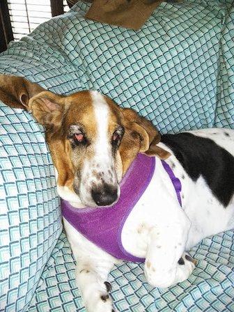 Oaklane Kennels Inc