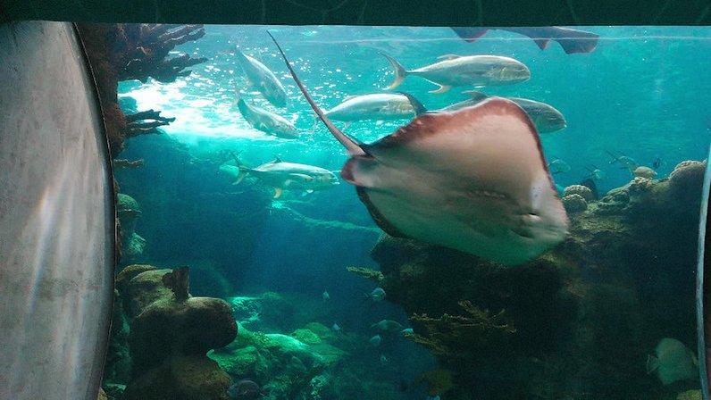 Tampa Bay Aquarium Society