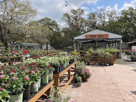 Green Thumb Nursery