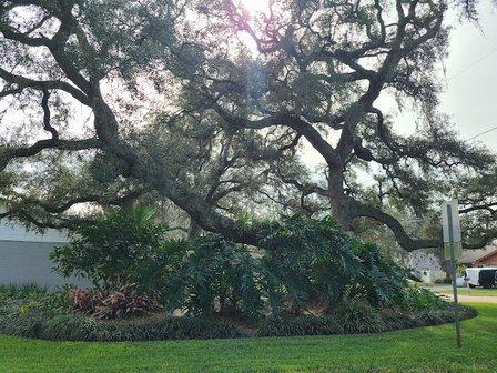 Brandon Tree Service