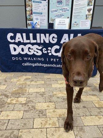 Calling All Dogs & Cats of Tampa
