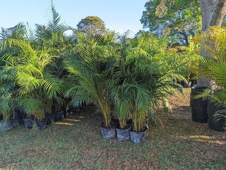 Pinellas Palms