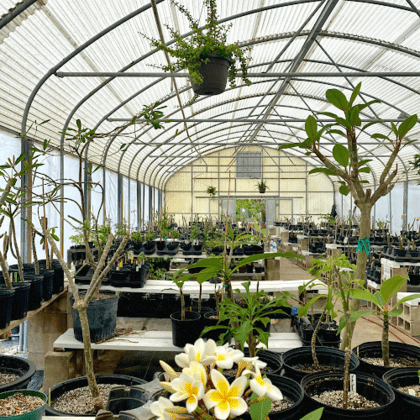 ABC Tropical Plant Nursery, Inc.
