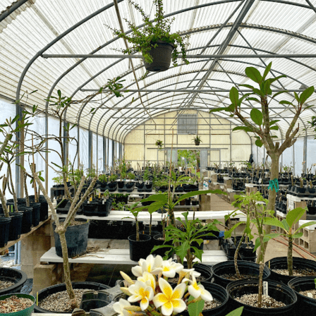 ABC Tropical Plant Nursery, Inc.