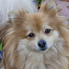 SPOT Spay & Neuter Clinic