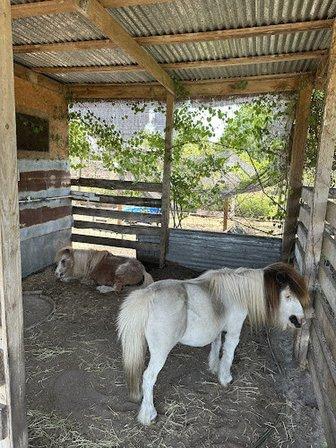 Sunshine Pastures Rescue and Sanctuary