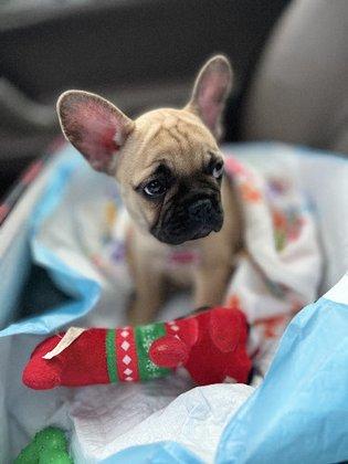 Fathom Frenchies