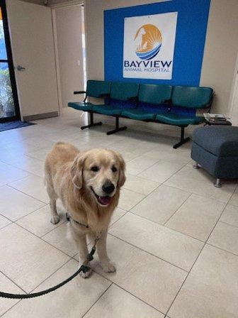 Bayview Animal Hospital