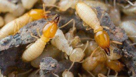 Pestwise, LLC