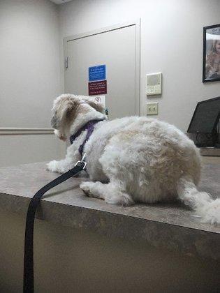 Pinellas Animal Hospital