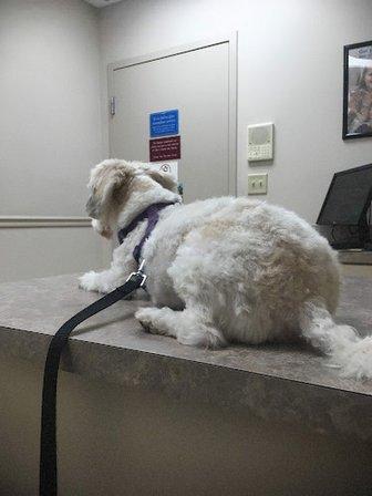 Pinellas Animal Hospital