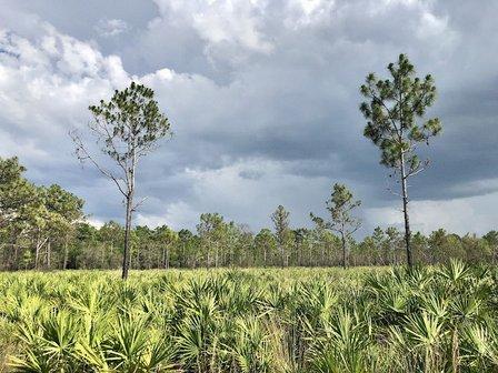 Little Manatee River Corridor Nature Preserve- 579 Trailhead