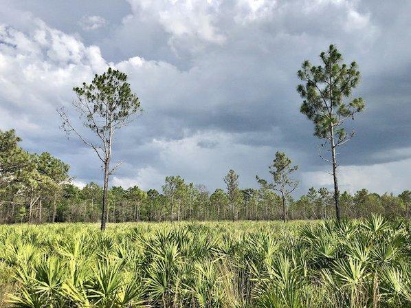 Little Manatee River Corridor Nature Preserve- 579 Trailhead