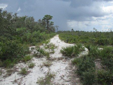 Lake Wales Ridge Wildlife and Environmental Area, Silver Lake Tract
