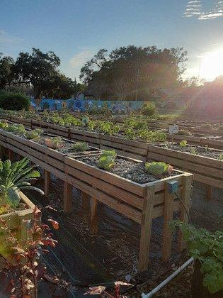 St Pete Youth Farm