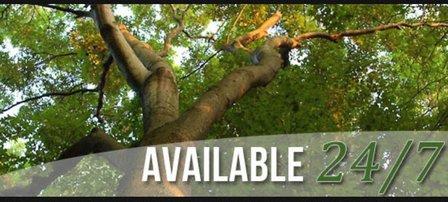 Green Giant Tree Services