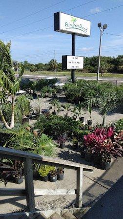 Palm Trees Direct