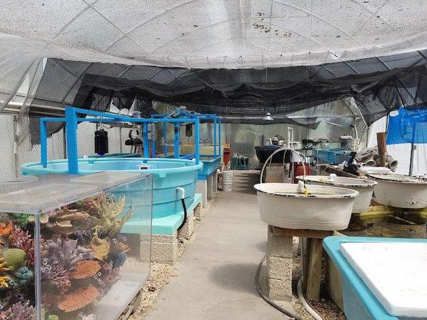 Seaview Wholesale Marine Life