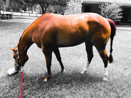 Russell Equine Sports Medicine