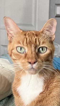 Cat Thyroid Center