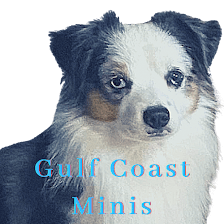 Gulf Coast Minis