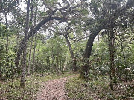 Half Moon Wildlife Management Area - Gum Slough