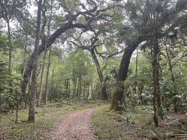 Half Moon Wildlife Management Area - Gum Slough
