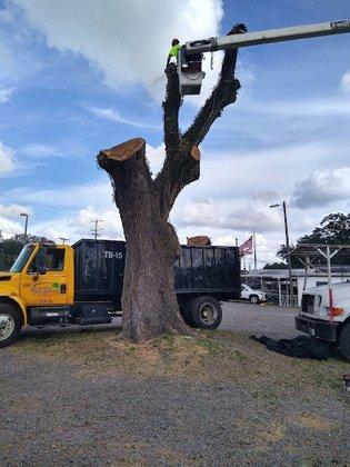 Mid-Florida Tree Service, Inc.