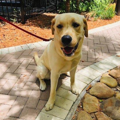 LUXURY WALKS - Tampa Pet Walking And Pet Sitting Services