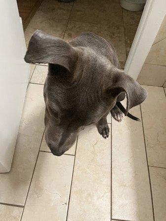 Rags To Riches Animal Rescue