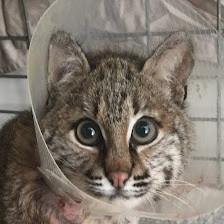 Bobcat Rehab