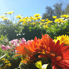Hollie's Farm & Garden