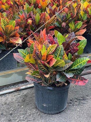Cruz Nursery inc