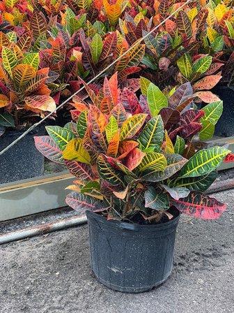 Cruz Nursery inc