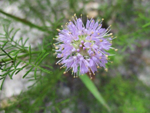 Walk-In-The-Water Wildlife Management Area