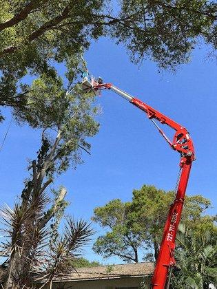 Pinellas Arbor