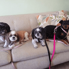 Adogable Pet Services