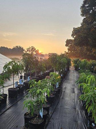 Happy Groves Tropical Fruit Nursery