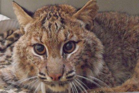 Bobcat Rehab
