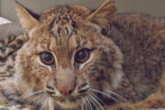 Bobcat Rehab