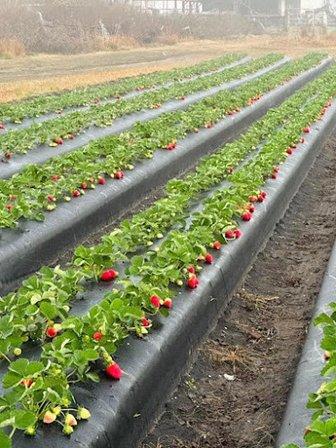 Grimes Farms