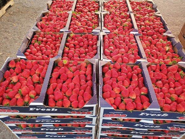 EDDIE'S FRESH PRODUCE