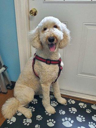 Gentle Dentals for Pets llc